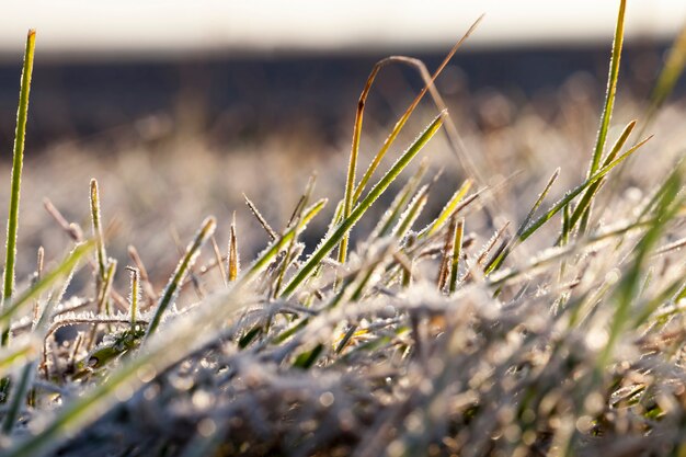 Trigo plantado para o inverno