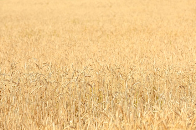 Trigo que crece en campo