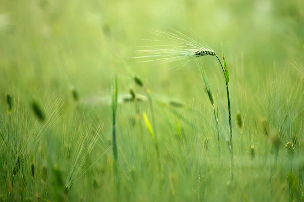 Trigo que crece en el campo