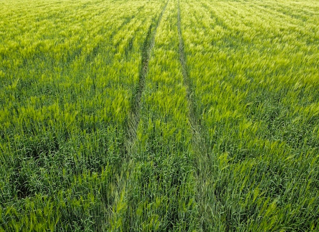 El trigo rastrea el campo de trigo verde y las espiguillas jóvenes