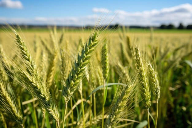 El trigo recién cultivado en un campo