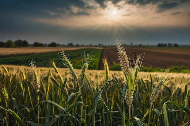 El trigo recién cultivado en un campo