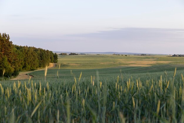 trigo verde ao pôr-do-sol um grande campo com cereais ao pór-do- sol