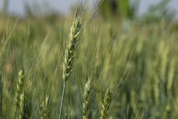 Trigo verde en el campo de la granja orgánica