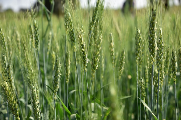 Trigo verde en el campo de la granja orgánica