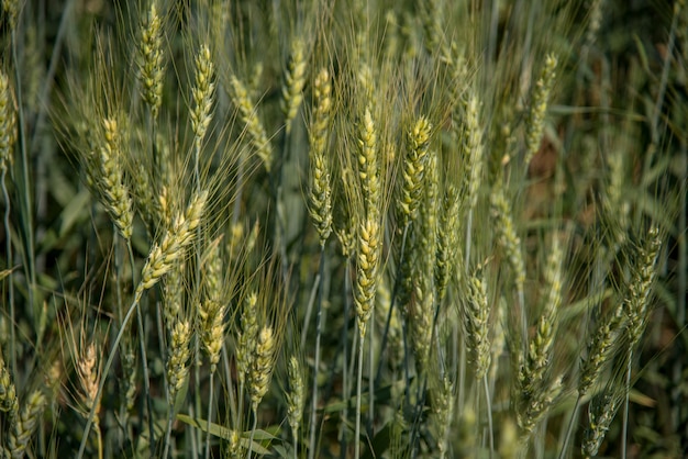 Trigo verde en el campo de la granja orgánica