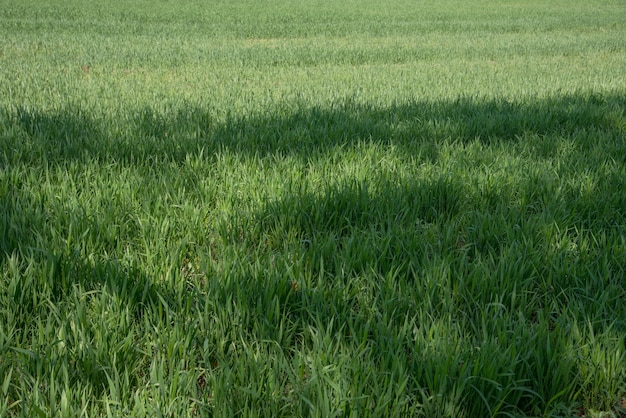 Trigo verde en el campo de la granja orgánica