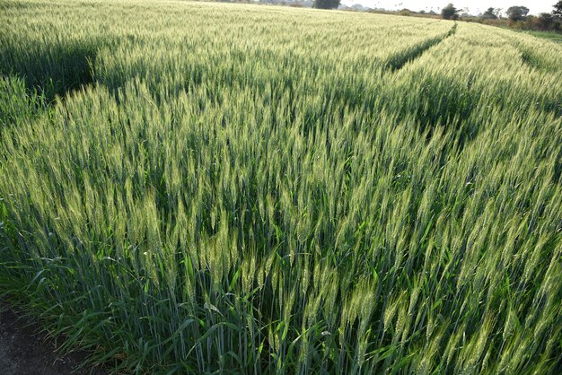 Trigo verde en el campo de la granja orgánica