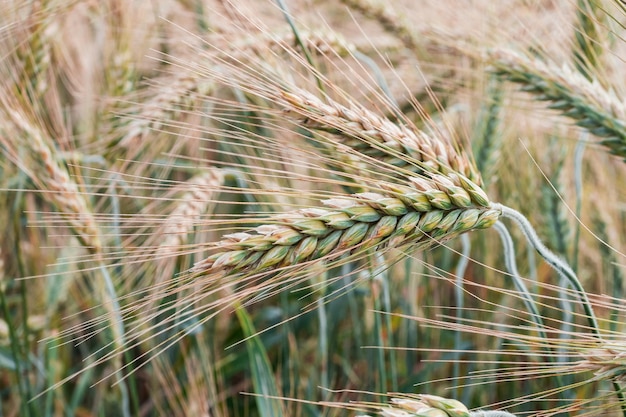 Trigo verde en el campo.