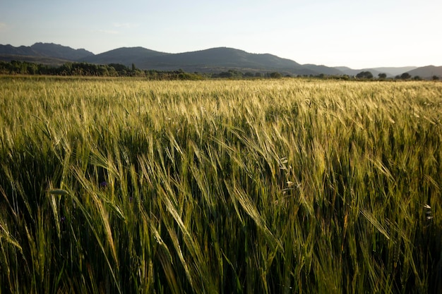 Trigo verde creciendo en un campo