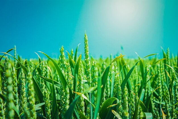 Trigo verde e céu azul com sol