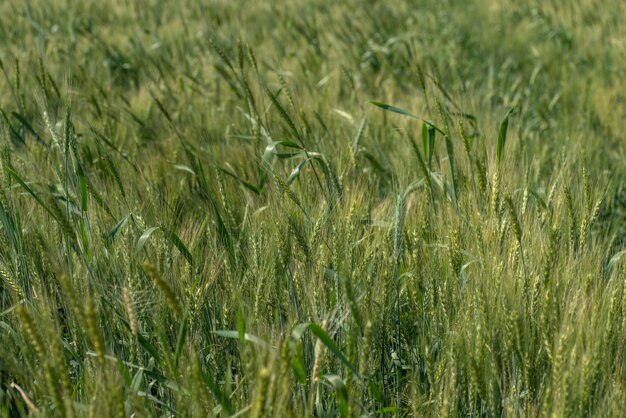 Trigo verde em campo de fazenda orgânica