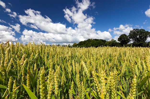 Trigo verde em um dia ensolarado, paisagem de verão em um campo agrícola