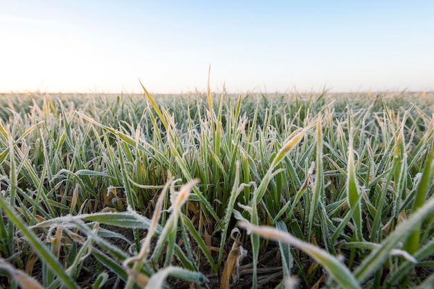 Foto trigo verde en escarcha