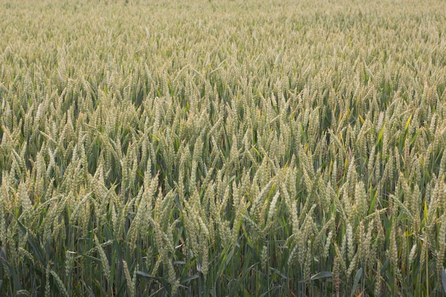 Trigo verde no campo Fundo de espigas de trigo
