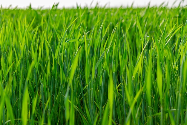 Trigo verde no campo Um dia ensolarado