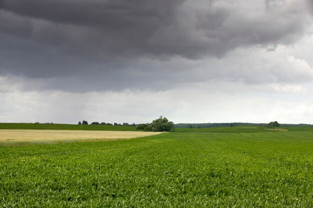 Trigo verde