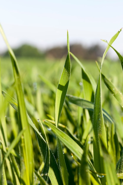 Foto trigo verde