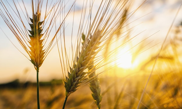 Trigo voou ao pôr do sol com imagem de conceito de agricultura de nuvens