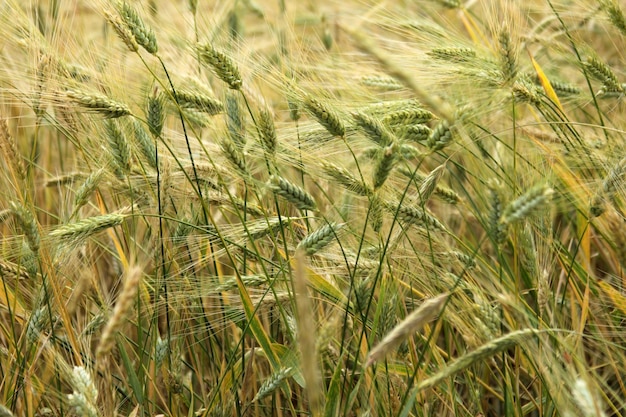 Trigos amarillos en el campo