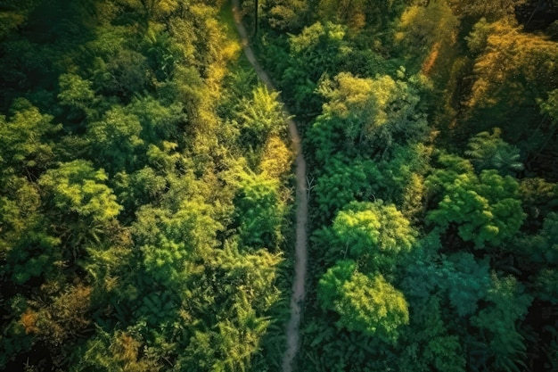 Trilha bonita na vista aérea da floresta densa do Drone Generative AI