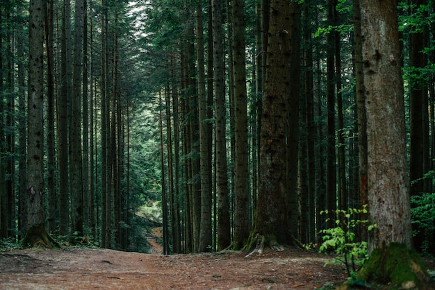 Trilha da floresta. Pode ser usado como pano de fundo