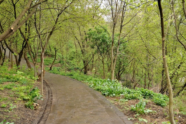 Trilha de árvore natural de primavera no parque