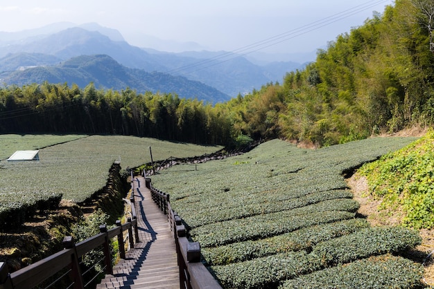 Foto trilha de caminhada com campo de chá verde em shizhuo trails em alishan, taiwan