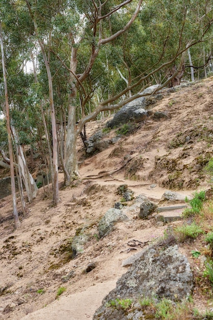 Trilha de caminhada de montanha em uma floresta na montanha da mesa em um dia ensolarado Árvores crescendo em uma montanha íngreme Uma floresta de encosta com uma paisagem de árvores altas crescendo em uma trilha rochosa