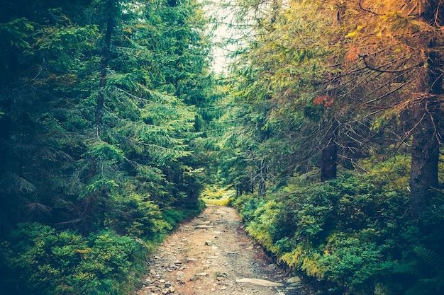 Foto trilha de caminhada na floresta de pinheiros verdes