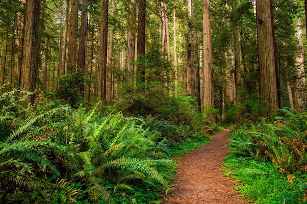 Trilha de caminhada na floresta de Redwood