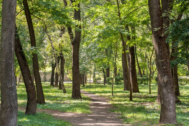 Trilha de caminhada no parque entre árvores verdes