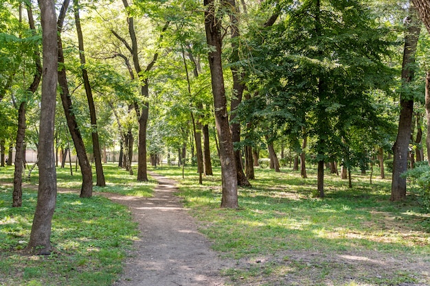 Trilha de caminhada no parque entre árvores verdes