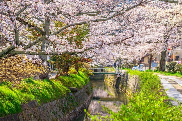 Foto trilha de caminhadas do japão em kyoto na primavera