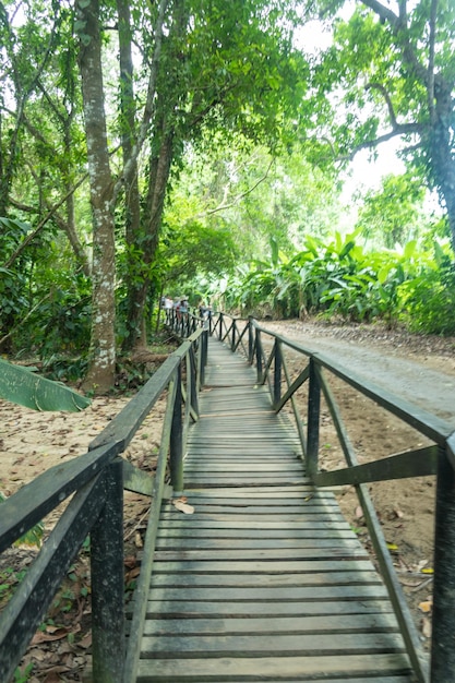 Trilha de madeira no Parque Natural Nacional Tayrona na Colômbia