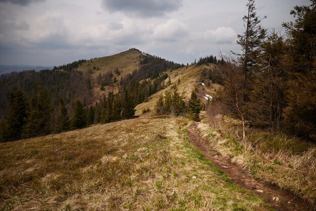 Trilha de montanha Primavera nas montanhas dos Cárpatos Ucrânia