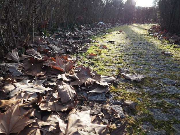 Trilha de outono no parque da cidade Folhas de plátano secas e raios de sol baixos Paisagem bonita Final de outono ou inverno sem neve Pedras de pavimentação com musgo e líquenes na estrada Parque inglês