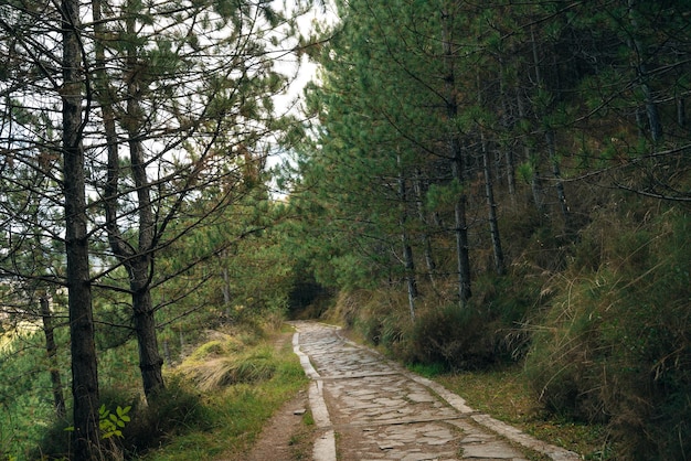 trilha de peregrinos através da floresta para Santiago, Espanha