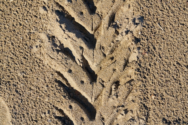 Trilha de roda na areia