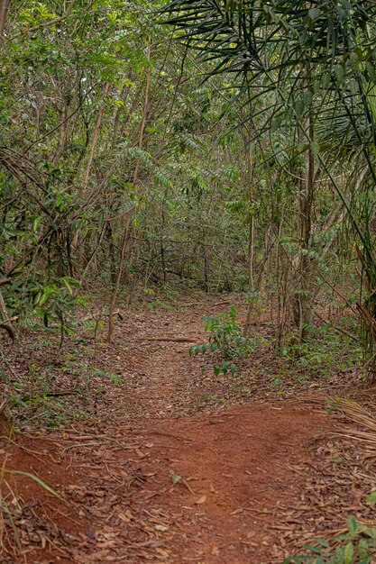 Trilha dentro de uma floresta fechada