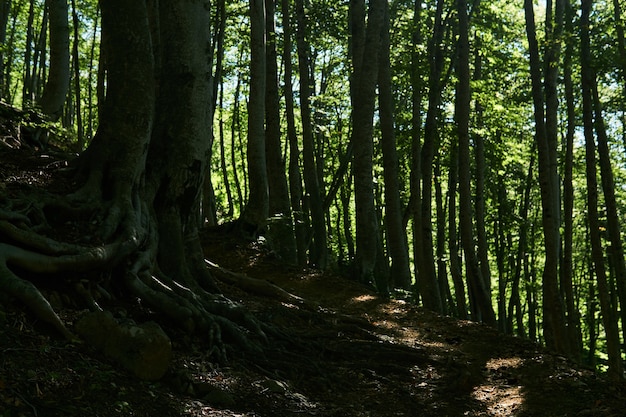 Trilha em um antigo bosque de faias na encosta de uma montanha