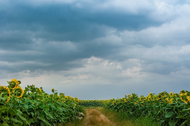 Trilha em um campo de girassóis e o céu antes da tempestade