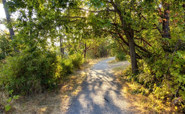 Trilha em um parque com árvores verdes vibrantes, pôr do sol ensolarado de verão