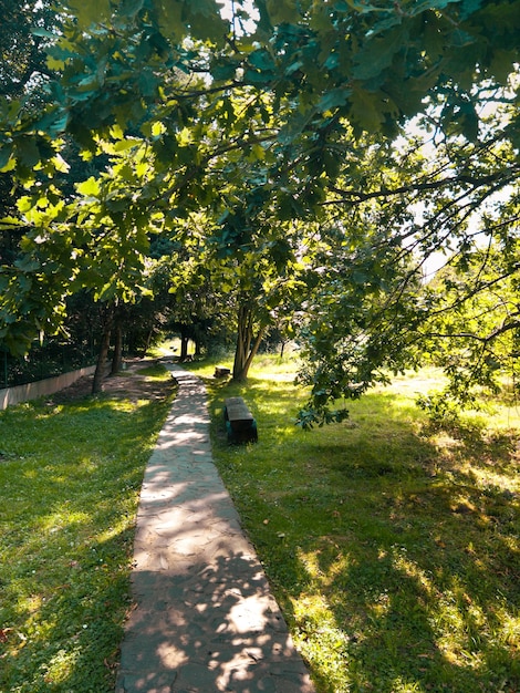 Foto trilha em um parque verde com árvores