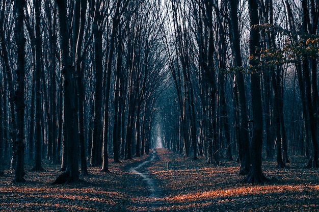 Trilha em uma bela floresta de outono