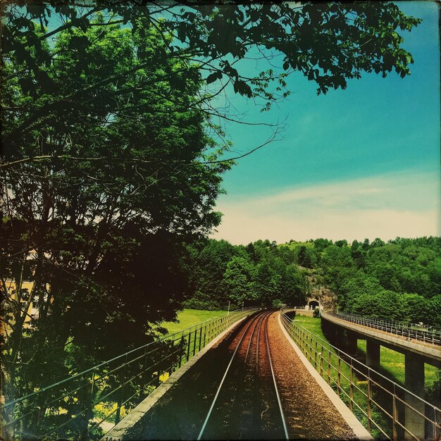 Foto trilha ferroviária em meio a árvores