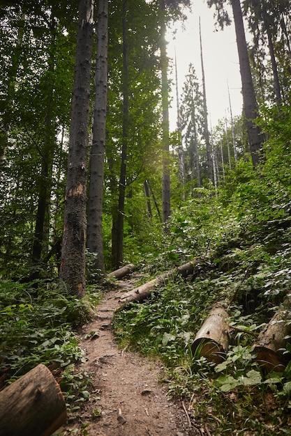 Trilha florestal com marcação da trilha pintada em uma árvore nas montanhas dos Cárpatos Ucrânia Caminhadas e trilhas na cordilheira de Borzhava Área rural das montanhas dos Cárpatos no outono