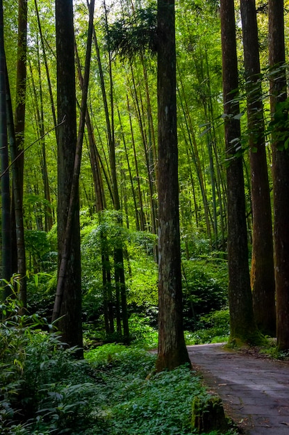 Trilha florestal da área protegida da floresta de Taiwan Xitou