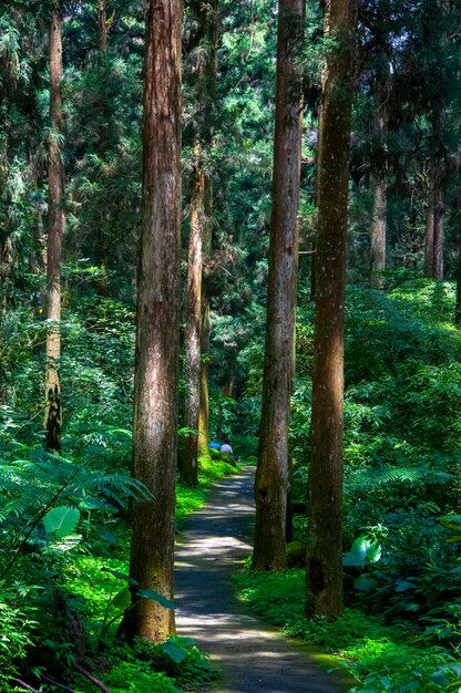 Foto trilha florestal da área protegida da floresta de taiwan xitou