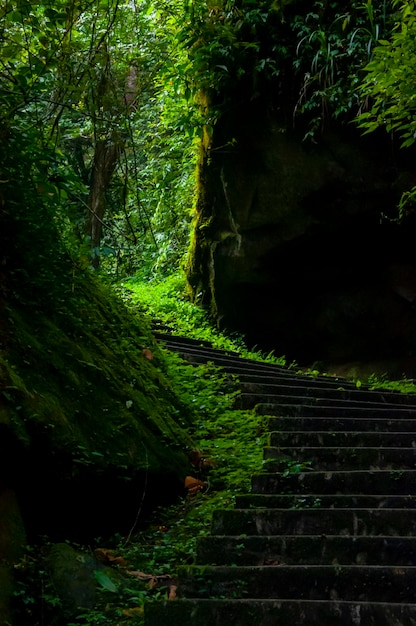 Trilha florestal da área protegida da floresta de Taiwan Xitou